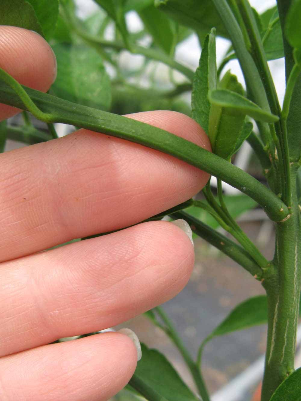              First year twig (Phillip Rucks Citrus Nursery, Frostproof,   FL)       